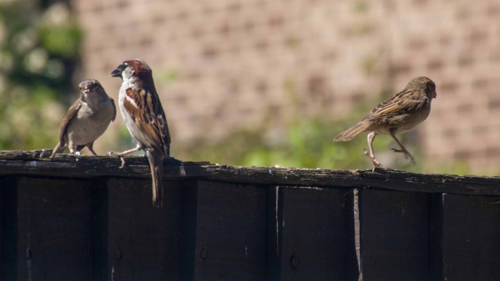 Male sparrow on the fence next to a fledgling. A second fledgling is skipping along the top of the fence.